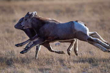 Young Big Horn Sheep 