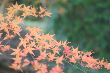 オレンジが緑に映える秋の紅葉
