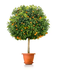 Möbelaufkleber Small orange tree plant in pot © AlenKadr