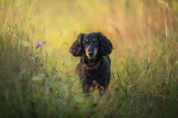 Summer sunny day. A dog sits in a sun-drenched field with tall grass. Close-up of a dachshund. The dog looks directly into the camera. Portrait of a long-haired black and tan thoroughbred dachshund.