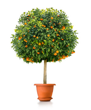 Small orange tree plant in pot