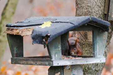 A squirrel sits between green leaves on a branch