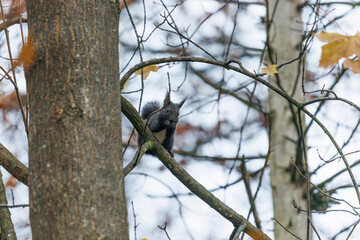 A squirrel sits between green leaves on a branch