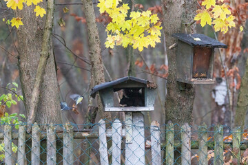 A squirrel sits between green leaves on a branch