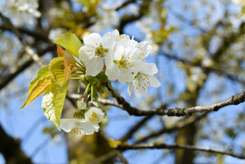 Branch of blooming tree with white flowers. Background with cherry white flowers in spring day. Green leaves, blue sky, close up.