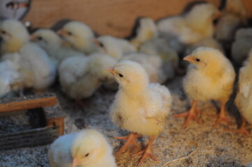 little yellow chicks