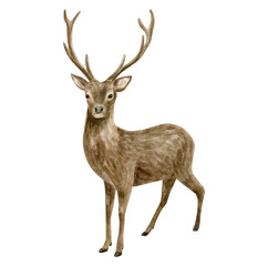Naklejka na ściany i meble Watercolor deer illustration. Hand painted realistic buck with antlers, male deer sketch. Woodland animal drawing isolated on white background. Brown reindeer, forest mammal.