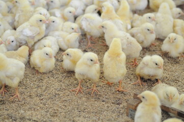 little yellow chicks