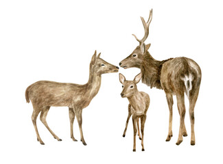 Watercolor deer family illustration. Hand painted realistic buck, doe and fawn deer sketch. Woodland animals drawing isolated on white background. Brown reindeer arrangement, forest mammal.