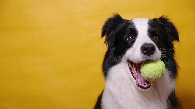 Funny cute puppy dog border collie holding toy ball in mouth isolated on yellow background. Purebred pet dog with tennis ball wants to playing with owner. Pet activity and animals concept