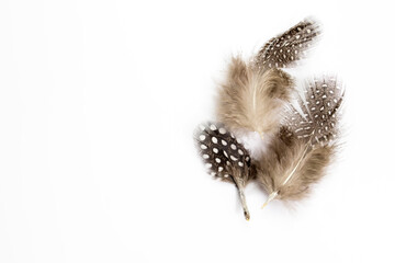 Quail feather close-up on a white background.Creative background.Happy Easter concept.Copy space for text,selective focus with shallow depth of field. - obrazy, fototapety, plakaty