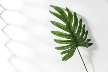 Artificial palm leaf is on white wall with shade from blinds
