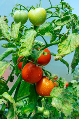 Red and green tomatoes on a bush branch in a greenhouse. With drops of water. Soft daylight. On a blue background.