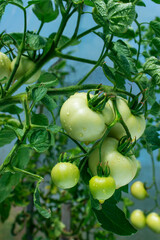 Green tomatoes on a bush branch, on a blue background. With drops of water. There is a branch with tomatoes in the background. Soft light.