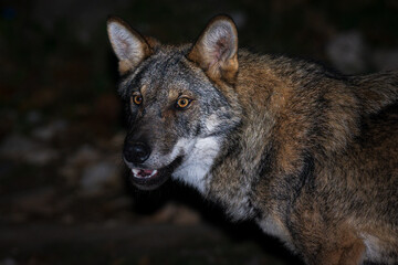 portrait of a free gray wolf  in the forest of Greece 