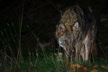free gray wolf in the forest of Greece 