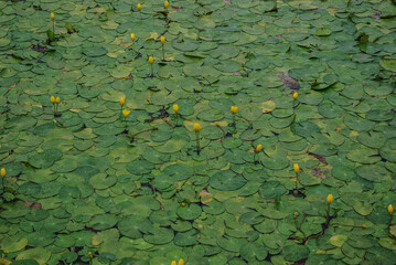 Fragment of pond with yellow water lilies. Beautiful flower carpet. Brandy Bottle. Nupar lutea. Copyspace - obrazy, fototapety, plakaty