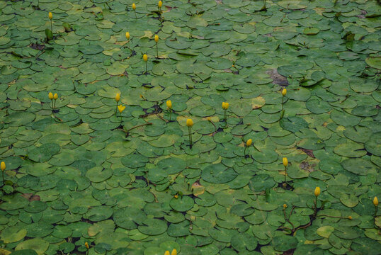 Fragment of pond with yellow water lilies. Beautiful flower carpet. Brandy Bottle. Nupar lutea. Copyspace
