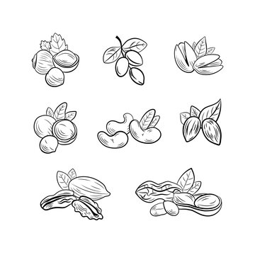 set of outline black and white nut drawings, illustration templates, icons isolated.