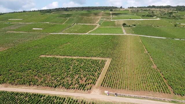 Aerial view on green French vineyards in Burgundy wine region in summer, white and red wine production in France