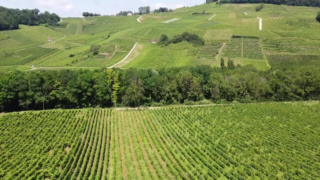 Aerial view on green French vineyards in Burgundy wine region in summer, white and red wine production in France