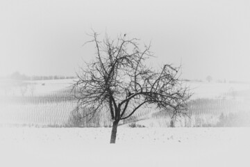 Fototapeta na wymiar Kahler Baum in Winterlandschaft