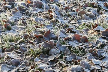 Frosted leaves on the grass.