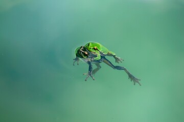 hugging frogs