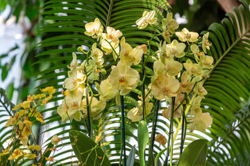 Spring bloom of a variety of orchids. Pink yellow white purple orchids. Beautiful floral background