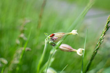 ladybird on a flower