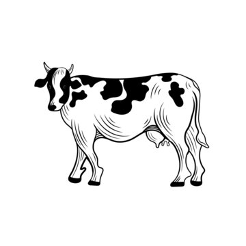 cow black and white illustration, outline animal drawing, farm cow isolated.