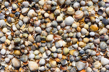 Background from small seashells. There are many small seashells on the shores of the Sea of ​​Azov.