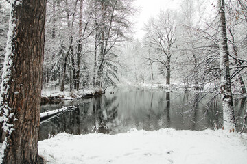 Obraz premium winter landscape of forests and lakes, a light layer of ice on the water, the ducks did not fly away