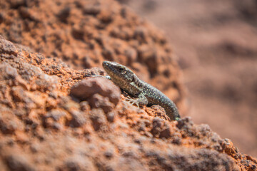 lizard on the stone