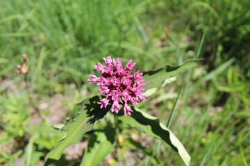 Purple milkweed at Somme Prairie Nature Preserve in Northbrook, Illinois