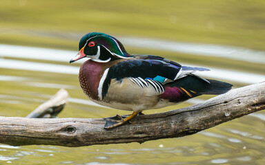 Wood Duck Relaxing