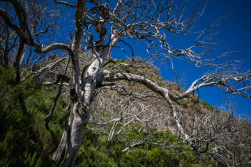 withered tree on a trail in the mountains
