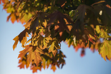 Beautiful autumn colours palette on many leaves foliage close up still on a tree branch on a solid blue sky background