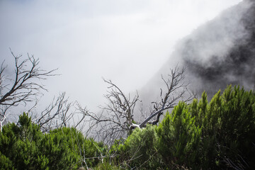dry tree branches against the background of mountains sky and clouds