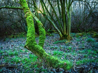 Mech na drzewach w zmrożonym lesie o poranku © Michal45