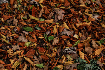 background of leaves