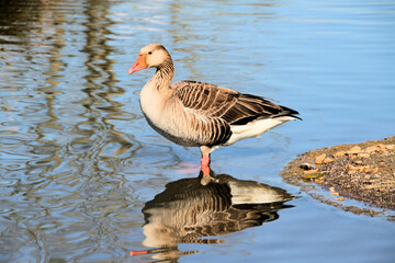 A Greylag Goose on the water