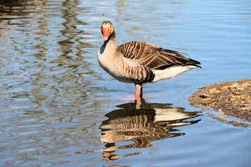 A Greylag Goose on the water