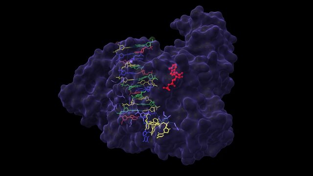 Crystal structure of the Bloom's syndrome helicase BLM in complex with DNA and ADP (red). Animated 3D cartoon and Gaussian surface models in two perpendicular projections, PDB 4cgz, black background