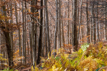 Forest in autumn with trees in falling leaves