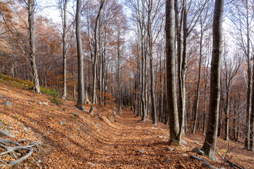 Forest in autumn with trees in falling leaves