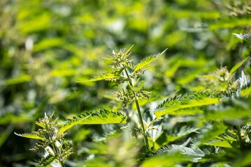 A portrait of a single branch of an urtica dioica, common-nettle or stinging nettle. The plant is often used for tea, soup or traditional medicine. Standing in a field of nettles but isolated by blur.