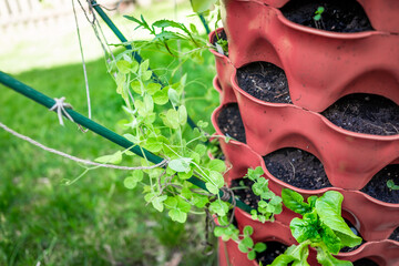 Closeup of green leaves of sugar snap peas in garden vertical container tower with soil and stakes...
