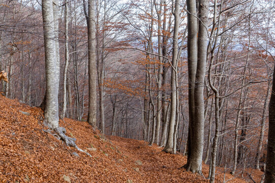 Forest in autumn with trees in falling leaves