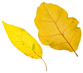 Autumn leaves isolated on white background